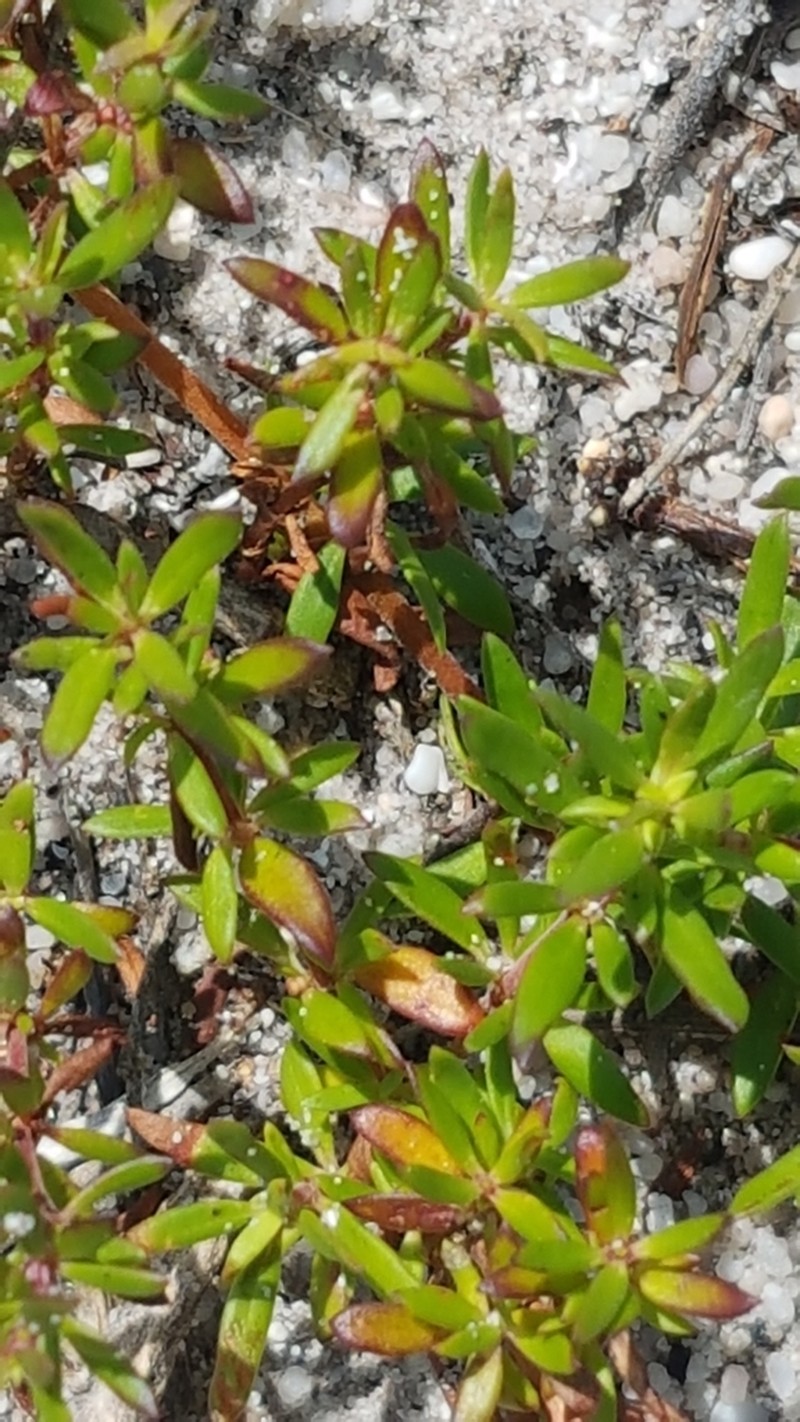 Anthospermum prostratum photo 8