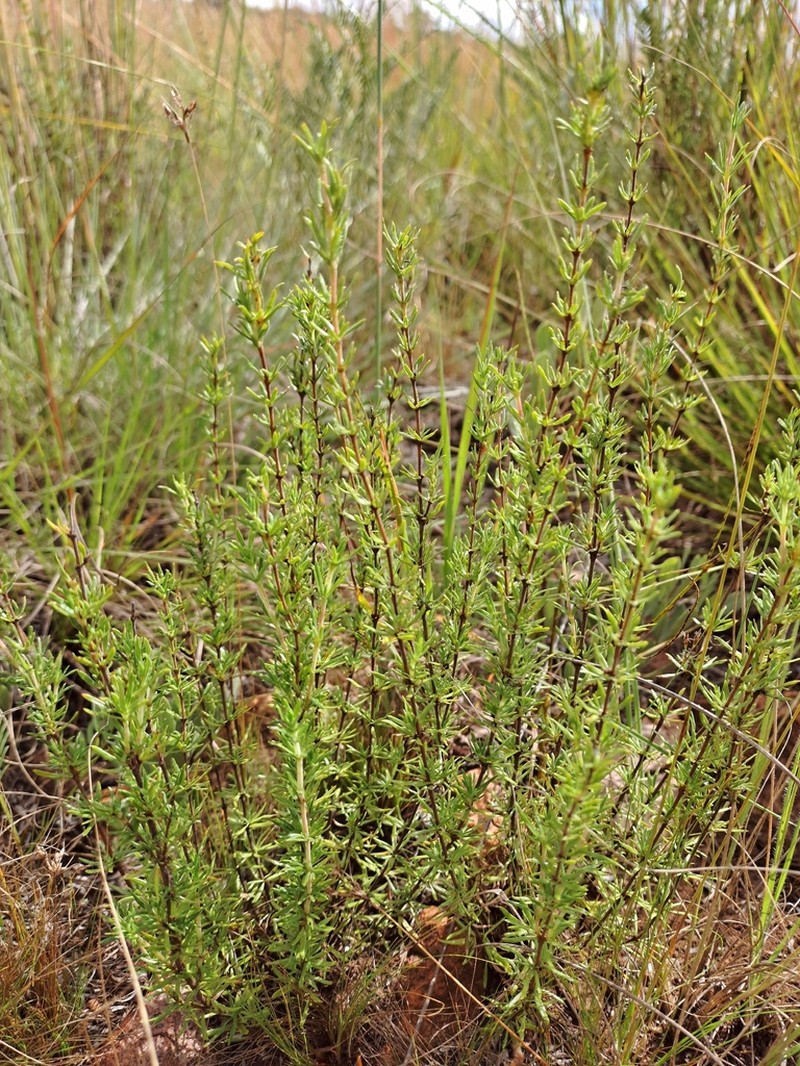 Anthospermum rigidum