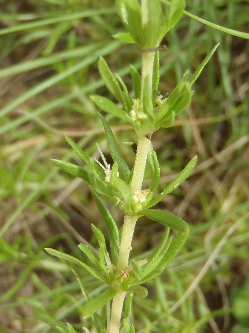 Anthospermum rigidum photo 2