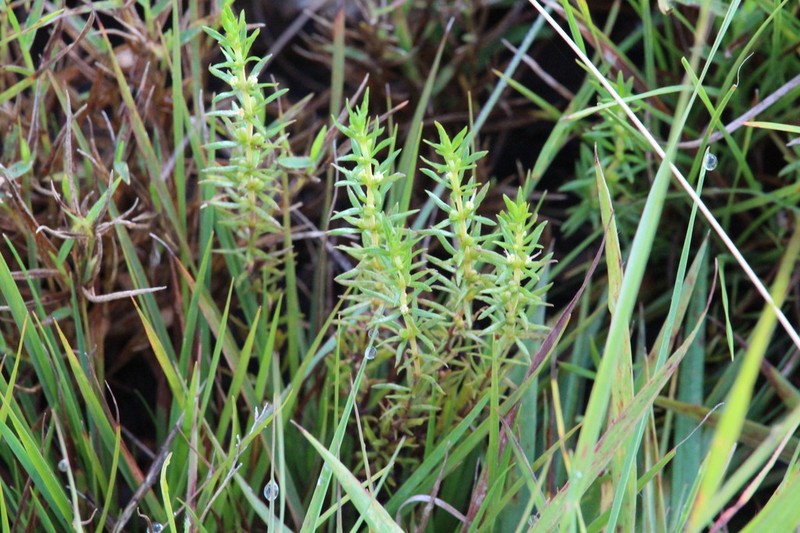 Anthospermum rigidum photo 3