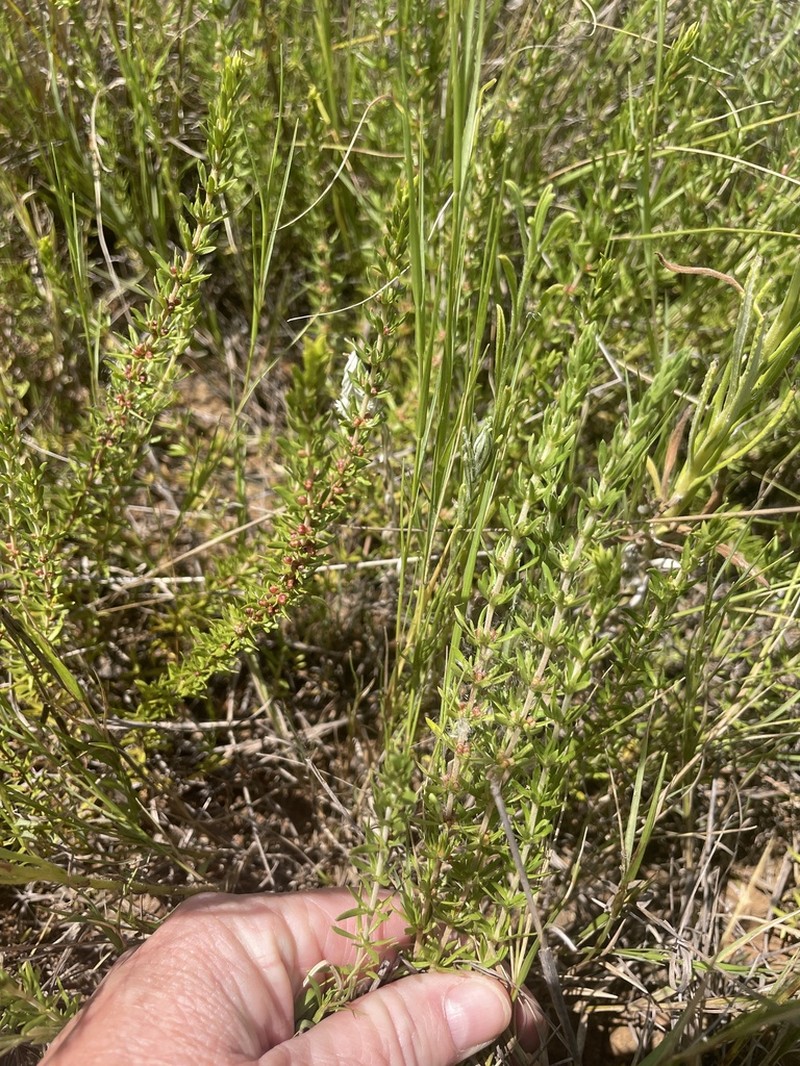 Anthospermum rigidum photo 4