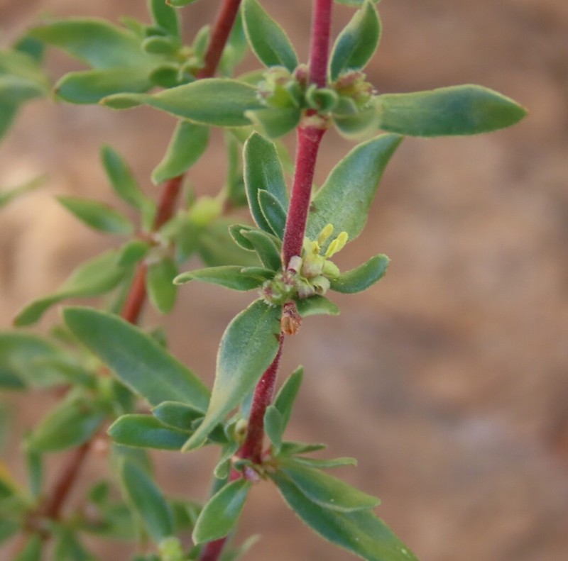 Anthospermum rigidum photo 5