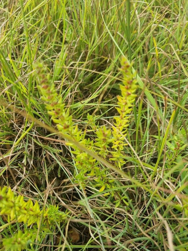 Anthospermum rigidum photo 6