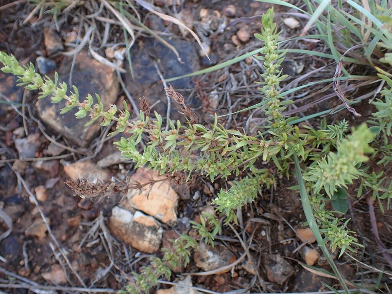 Anthospermum rigidum photo 7