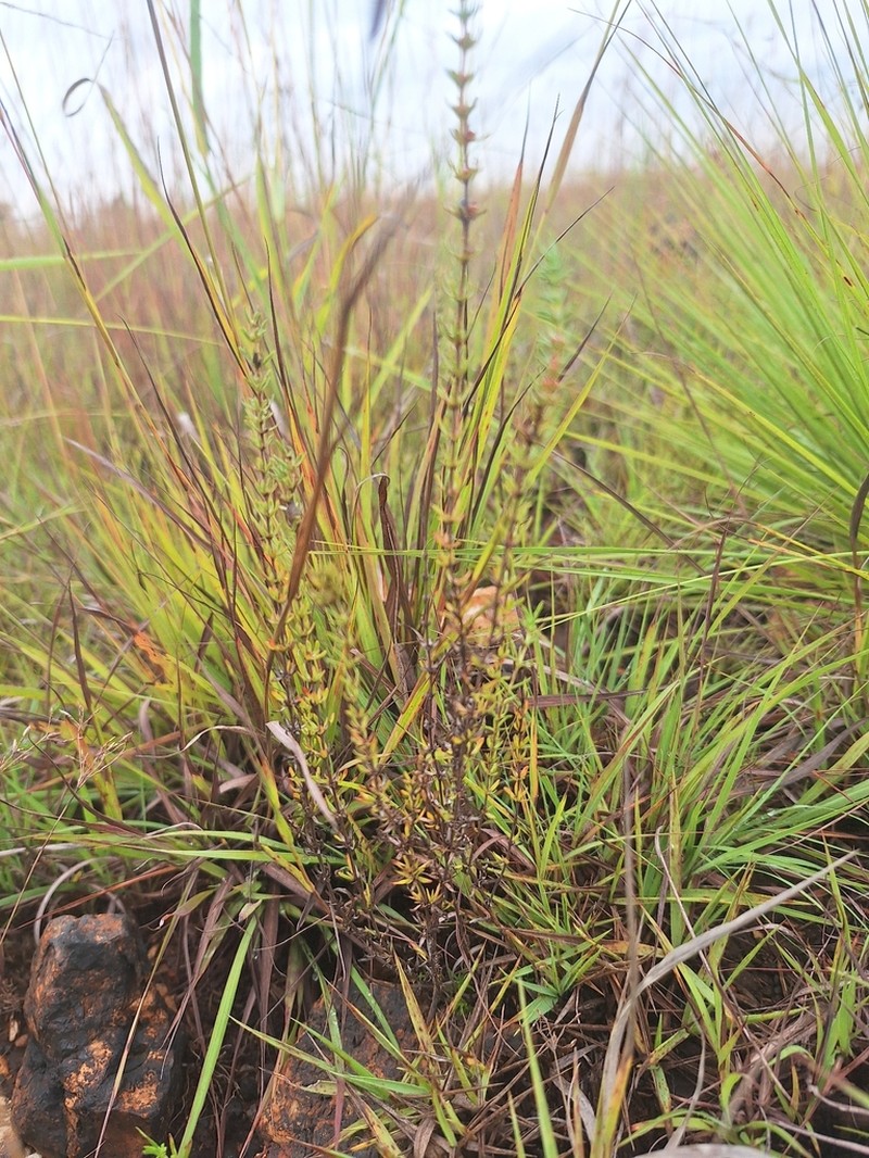 Anthospermum rigidum photo 8