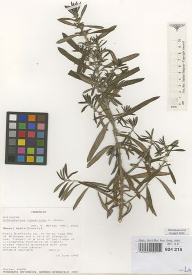 Anthospermum rosmarinus