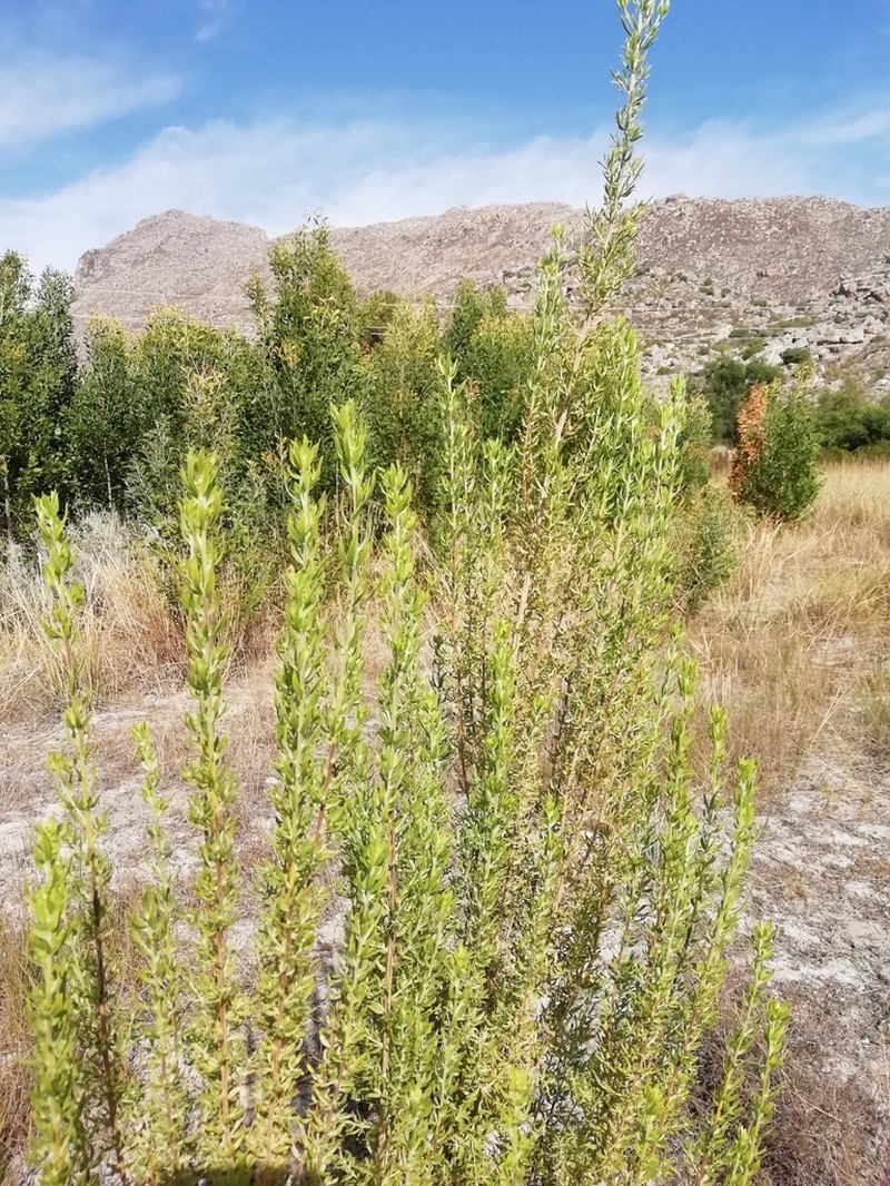Anthospermum spathulatum