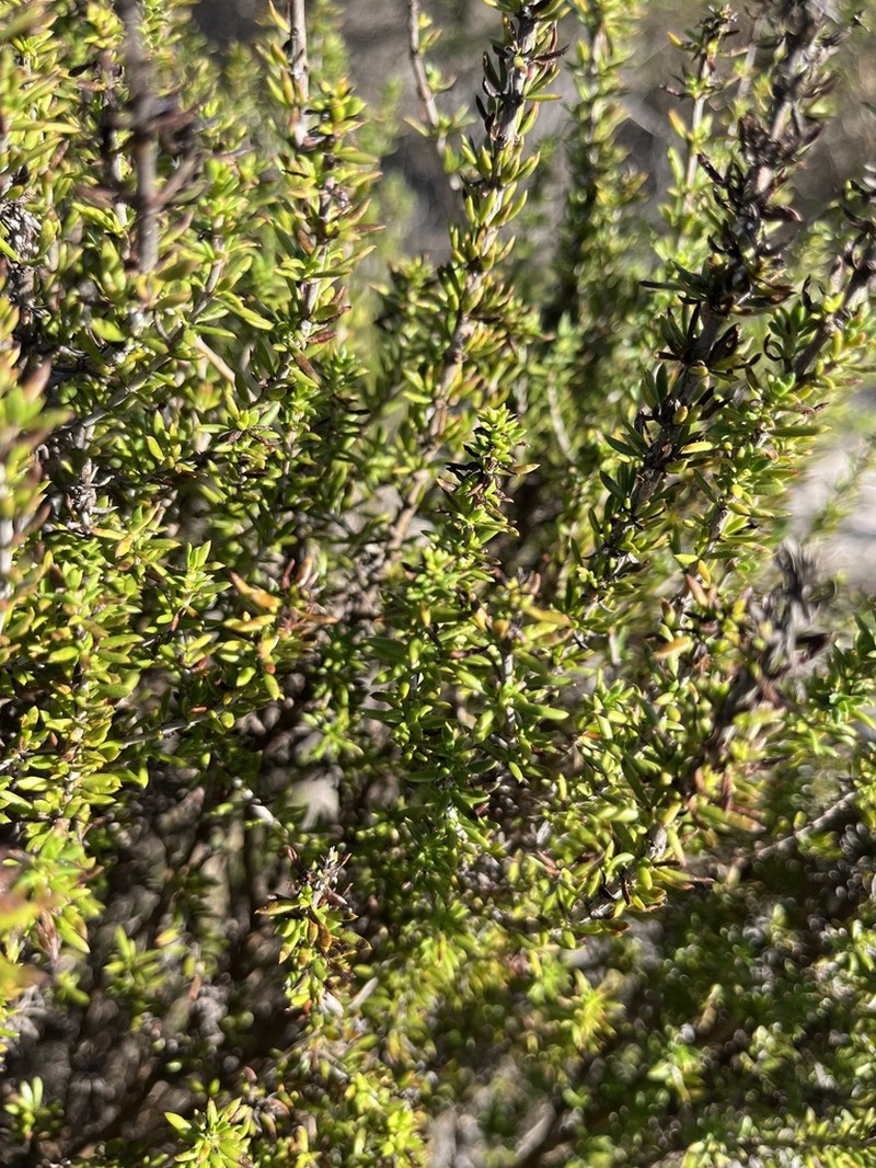 Anthospermum spathulatum photo 2