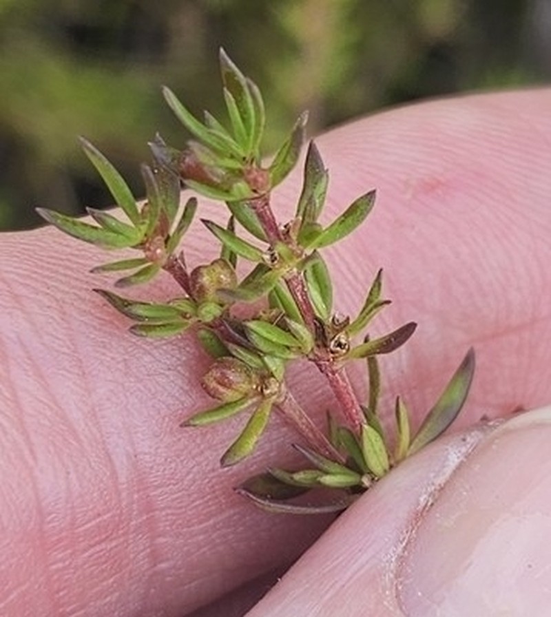 Anthospermum spathulatum photo 3