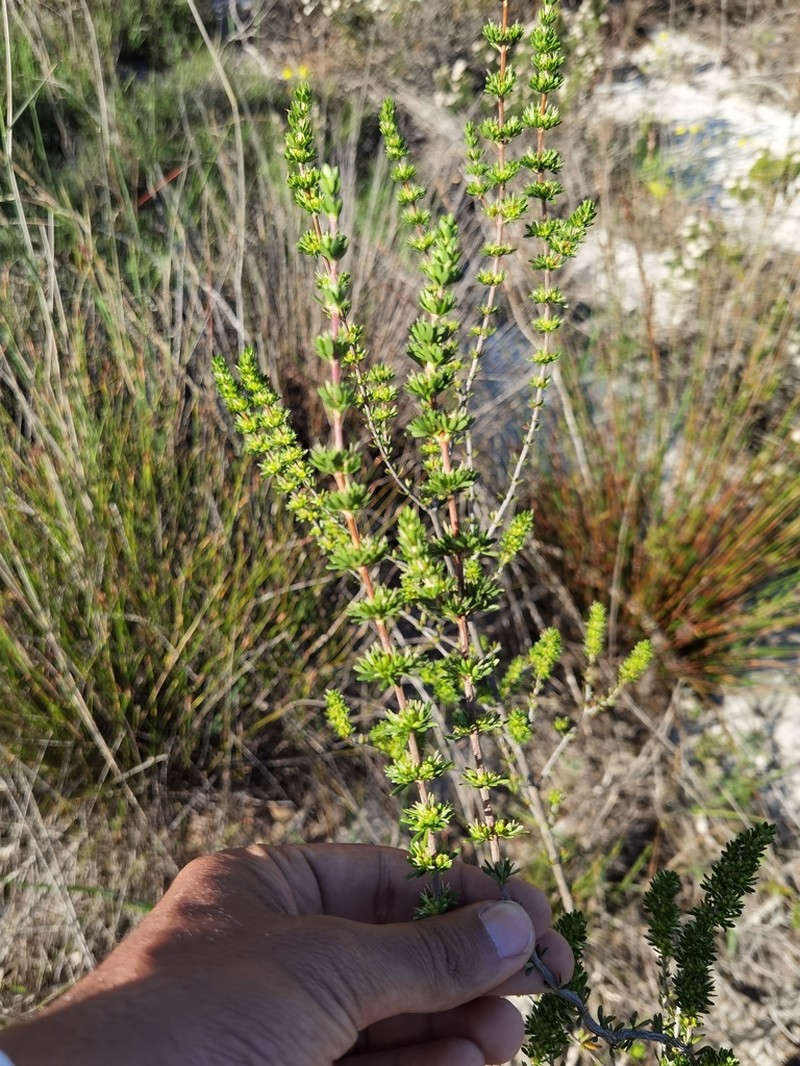 Anthospermum spathulatum photo 4
