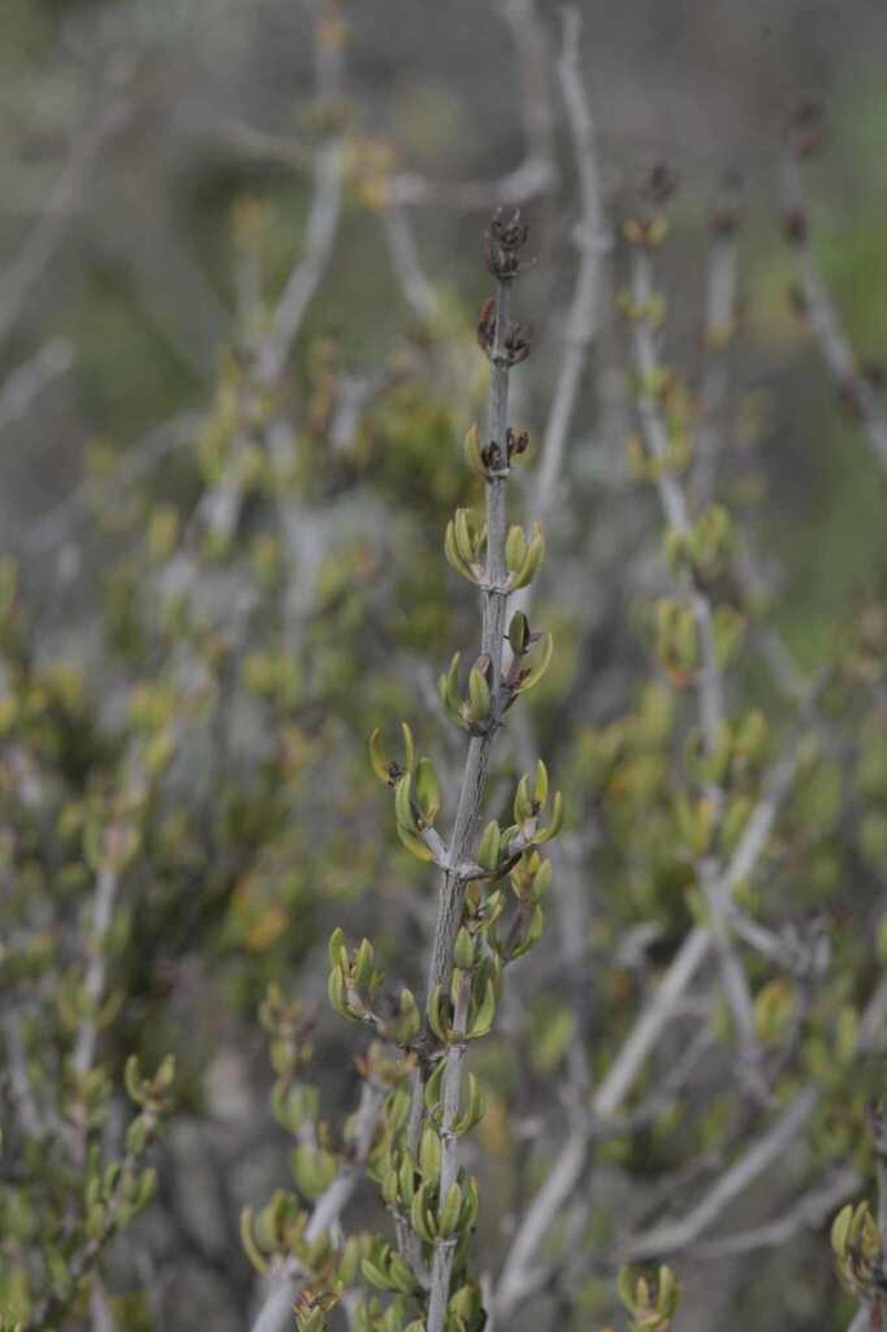 Anthospermum spathulatum photo 5