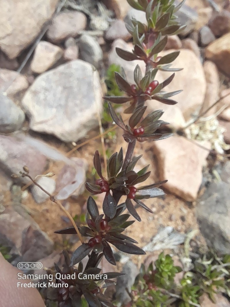 Anthospermum spathulatum photo 6