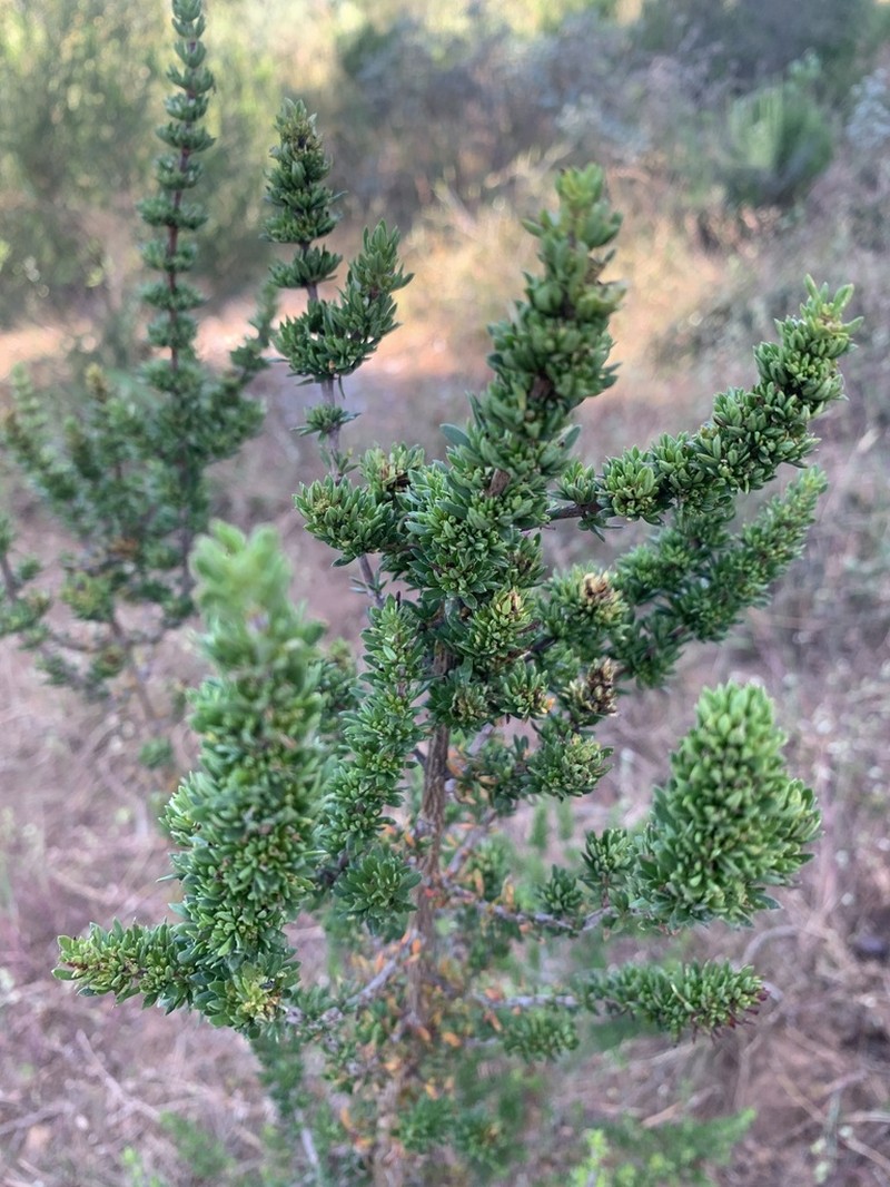 Anthospermum spathulatum photo 7