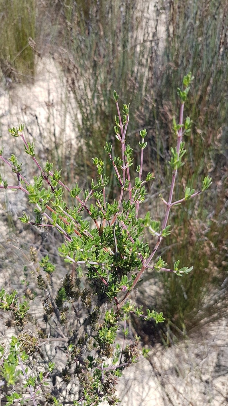 Anthospermum spathulatum photo 8
