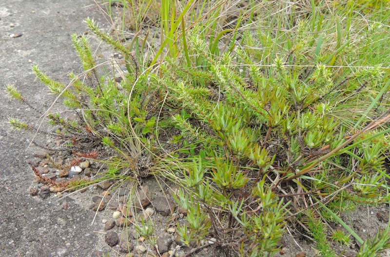 Anthospermum streyi