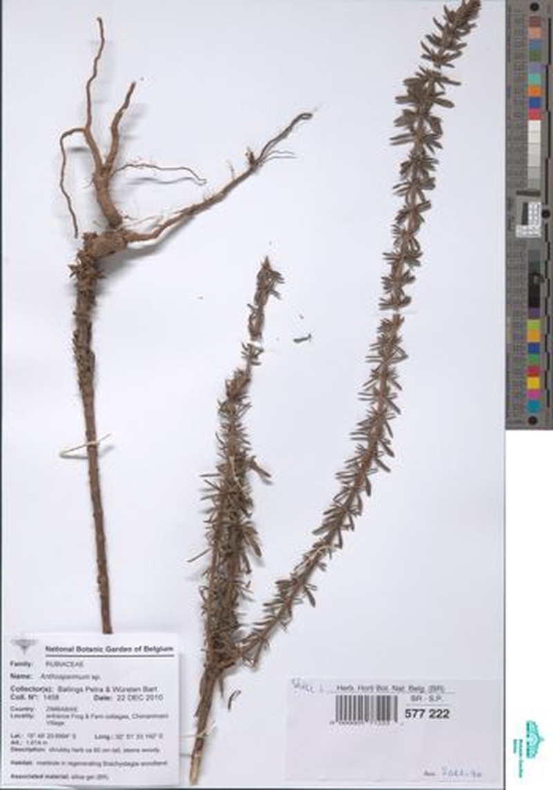Anthospermum ternatum photo 2