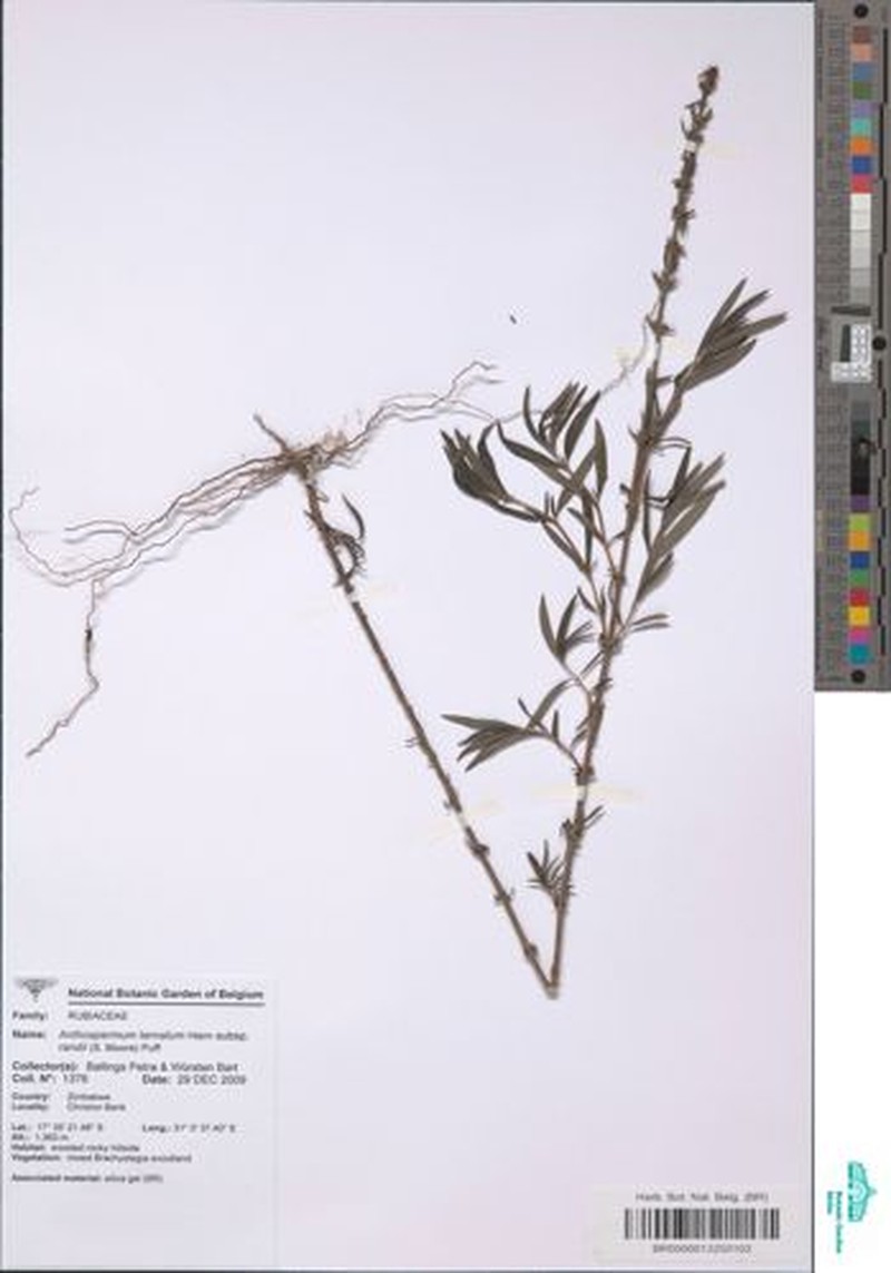 Anthospermum ternatum photo 3
