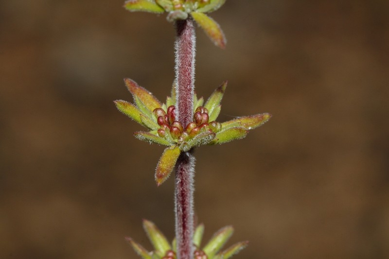 Anthospermum ternatum photo 4