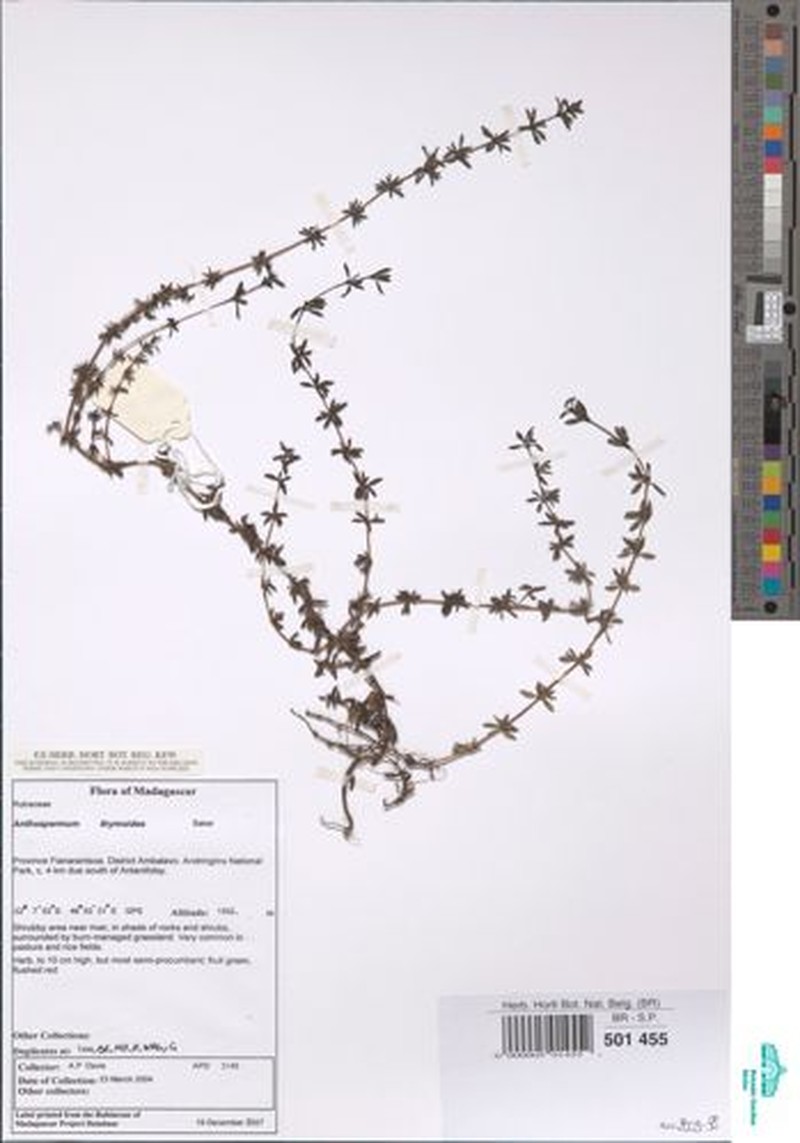 Anthospermum thymoides