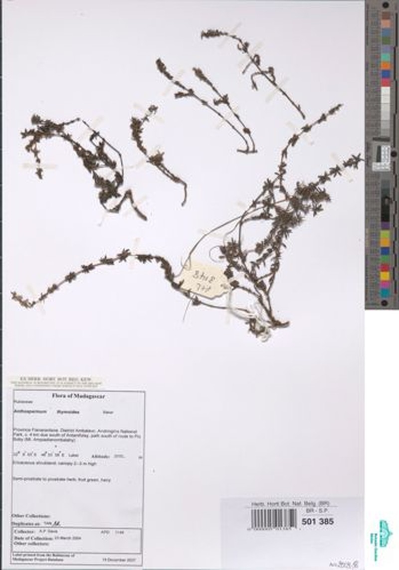 Anthospermum thymoides photo 2