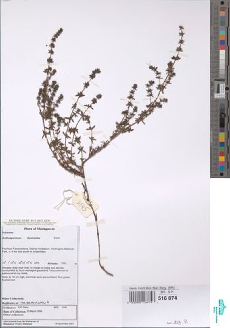 Anthospermum thymoides photo 3