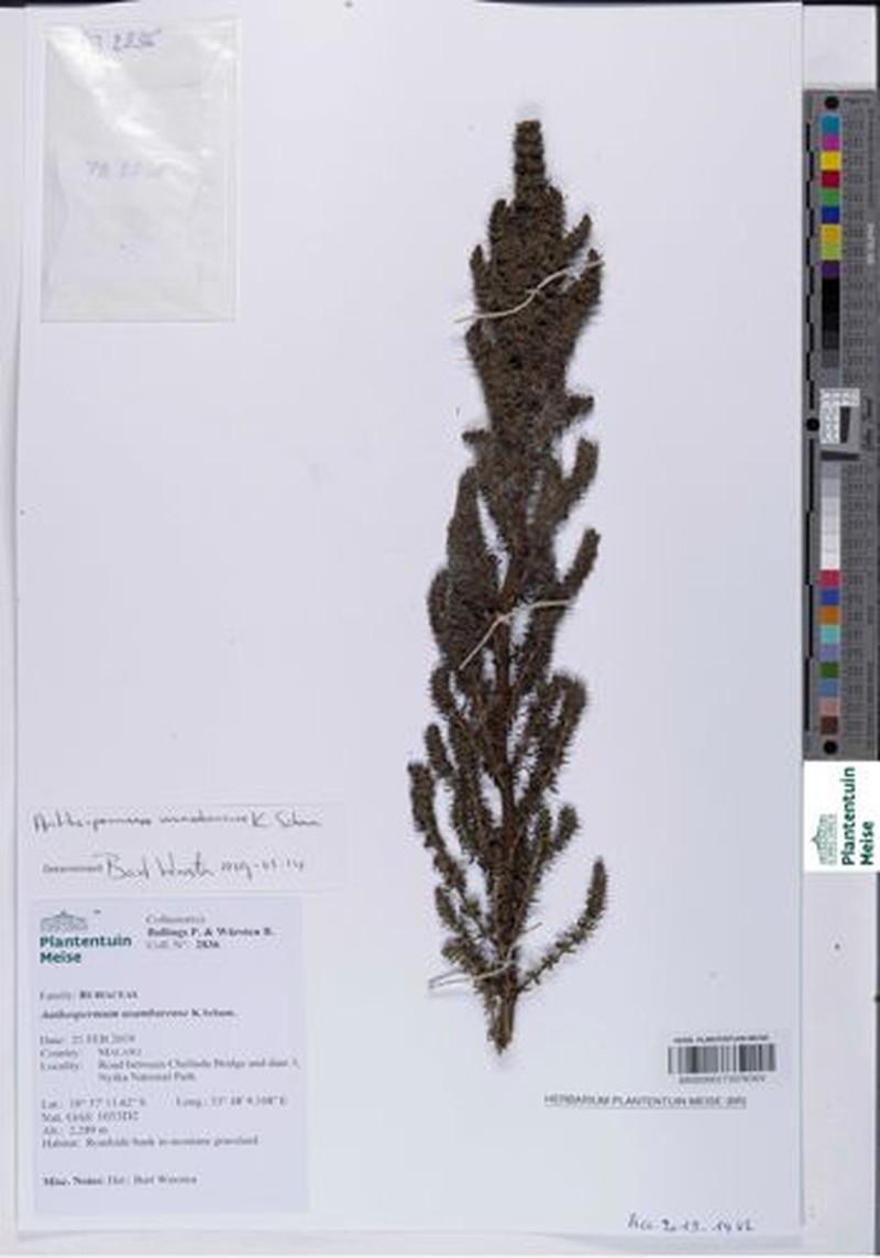 Anthospermum usambarense photo 2