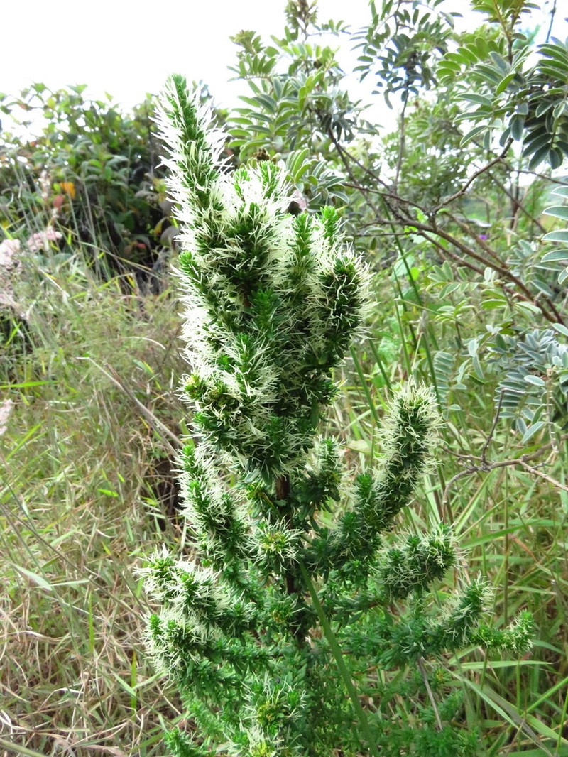 Anthospermum usambarense