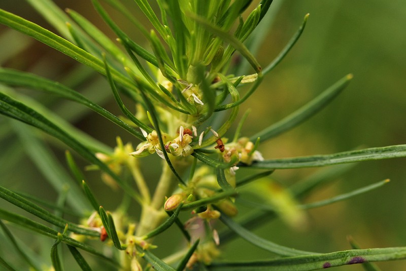 Anthospermum vallicola