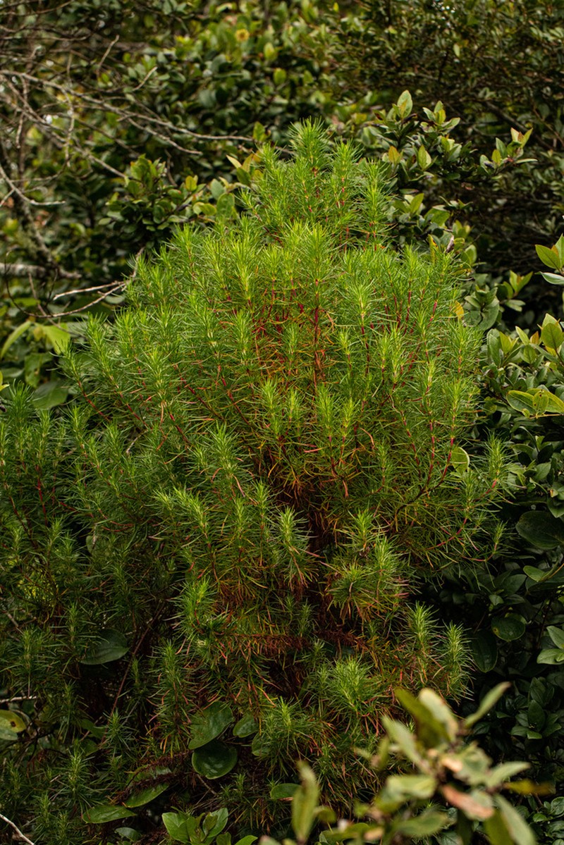 Anthospermum vallicola photo 2