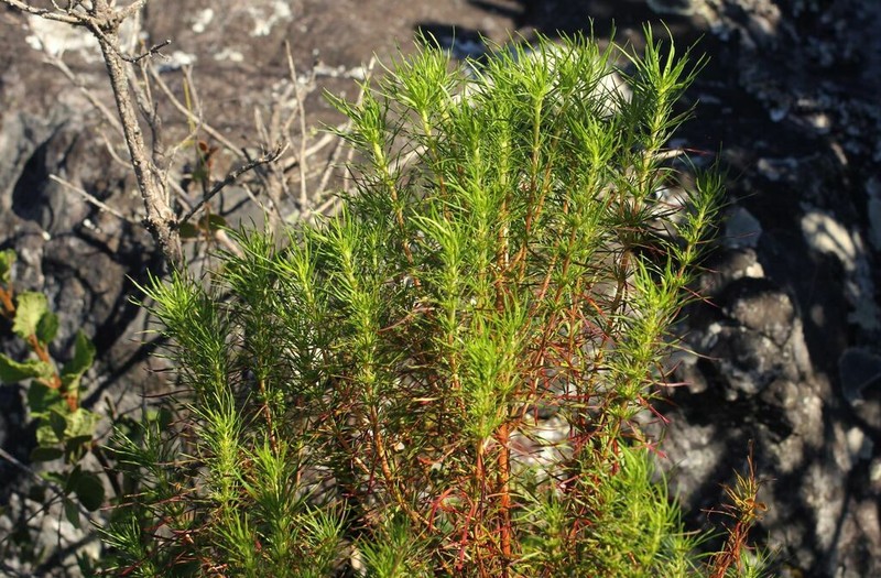 Anthospermum vallicola photo 3