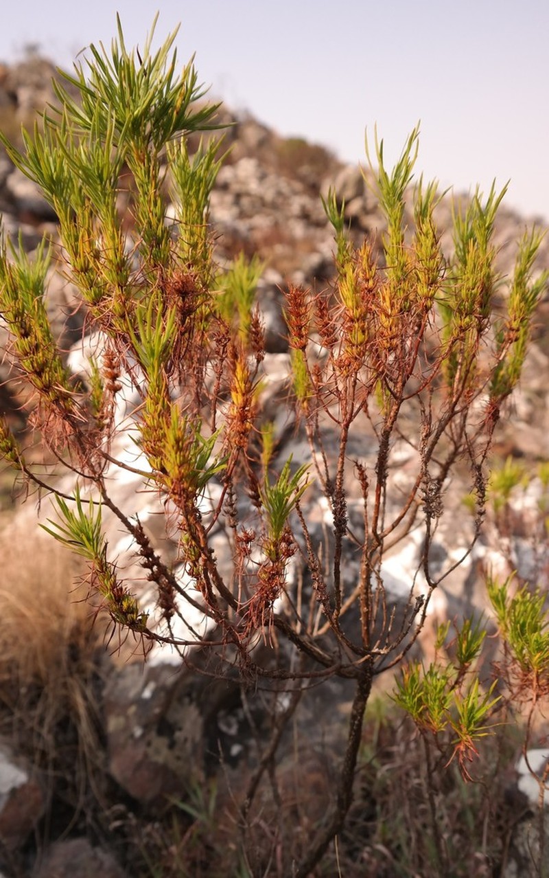 Anthospermum vallicola photo 5
