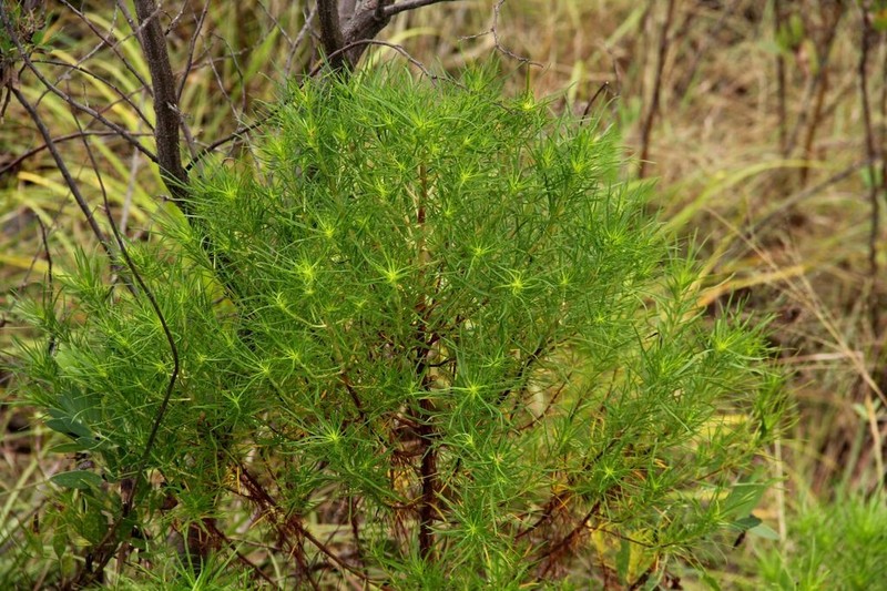 Anthospermum vallicola photo 6