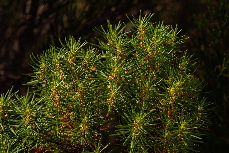 Anthospermum vallicola photo 7