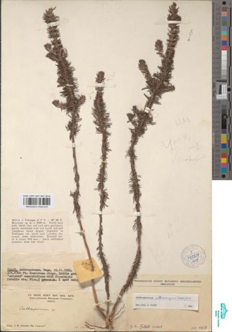 Anthospermum villosicarpum