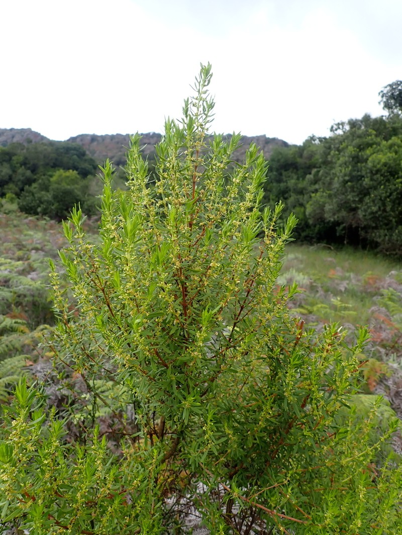 Anthospermum welwitschii