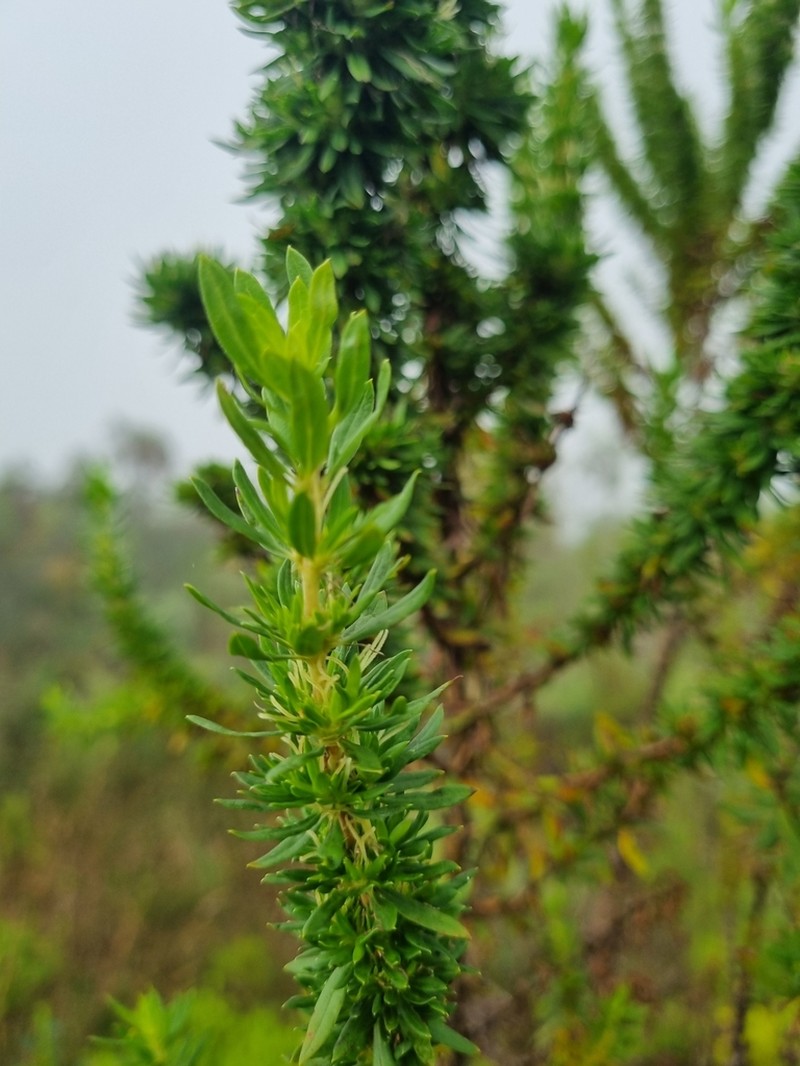 Anthospermum welwitschii photo 2
