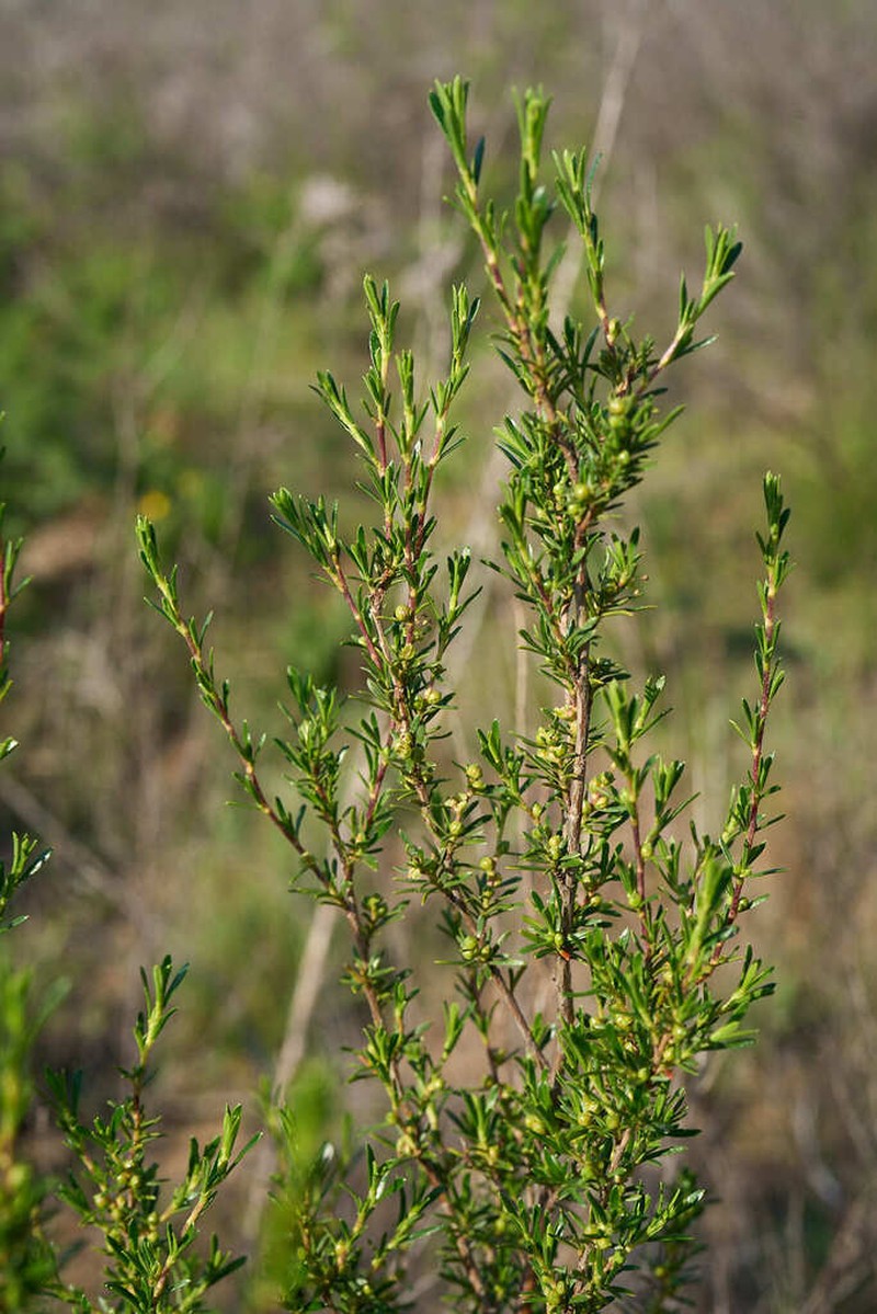Anthospermum welwitschii photo 3