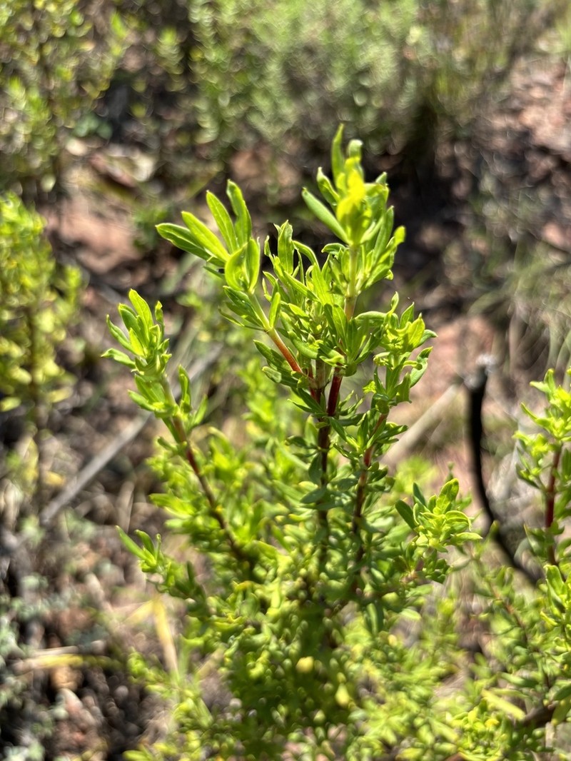 Anthospermum welwitschii photo 4