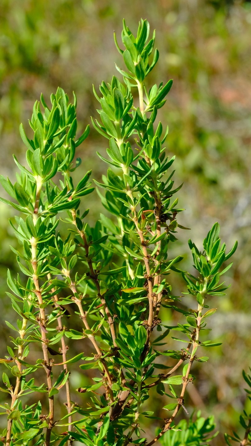 Anthospermum welwitschii photo 5