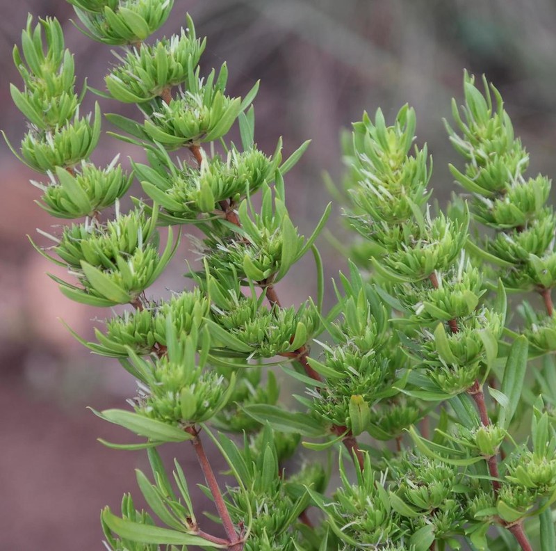 Anthospermum welwitschii photo 6