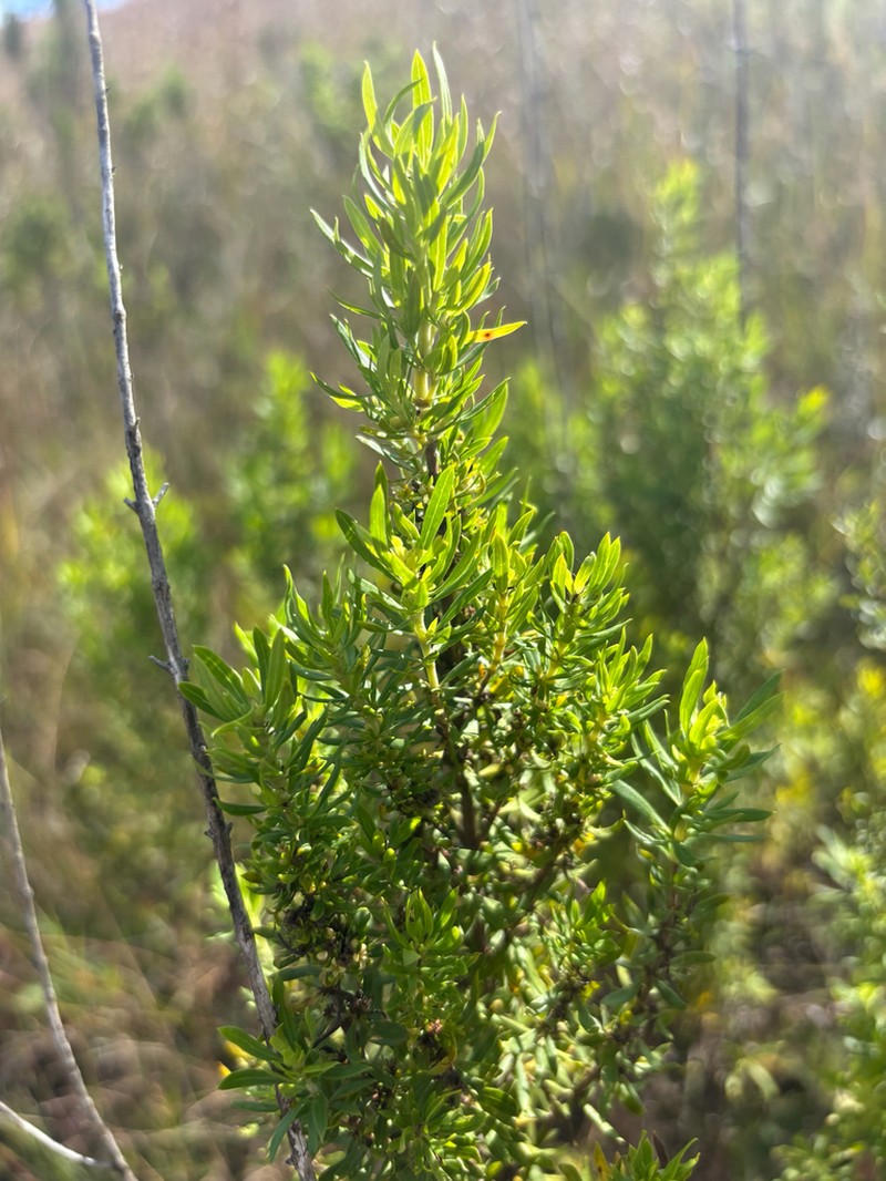 Anthospermum welwitschii photo 7