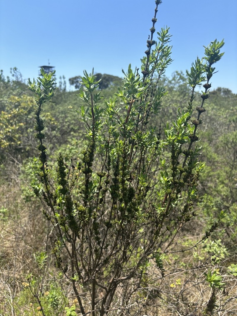Anthospermum welwitschii photo 8