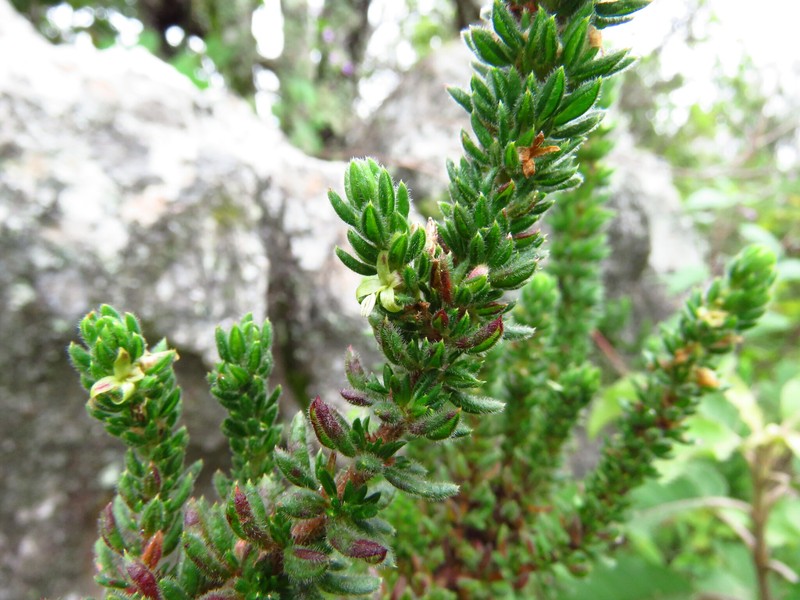 Anthospermum whyteanum photo 3