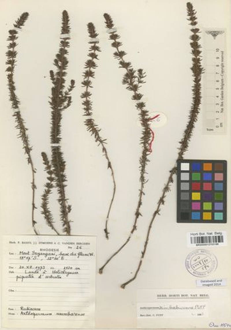 Anthospermum zimbabwense photo 2