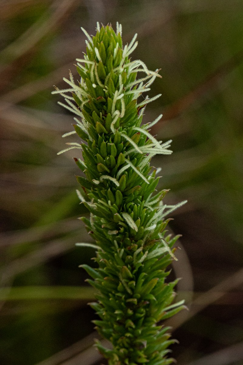 Anthospermum zimbabwense photo 4