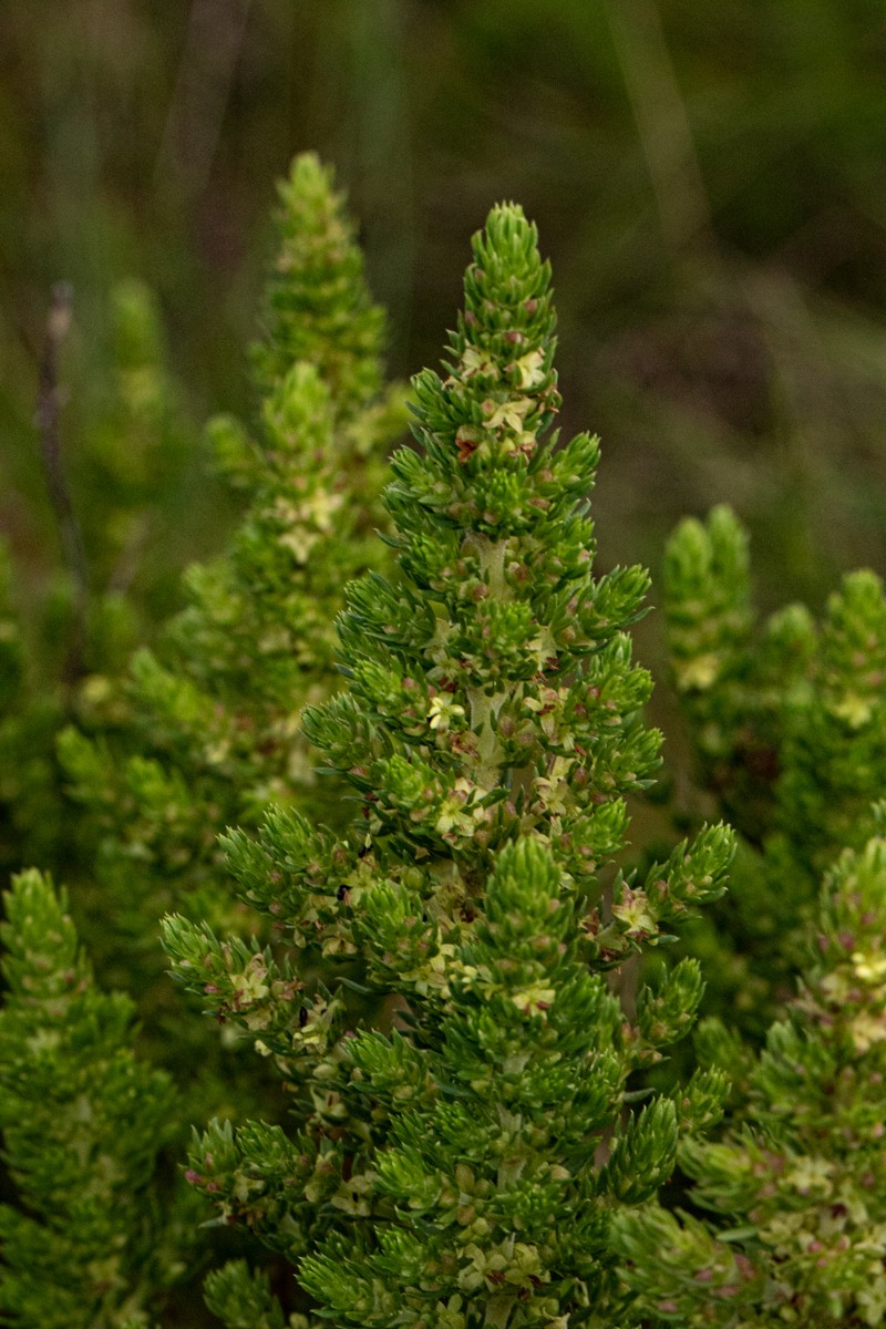 Anthospermum zimbabwense photo 5