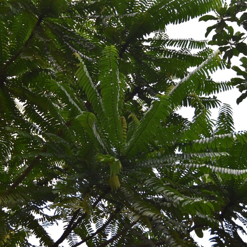 Anthostema aubryanum