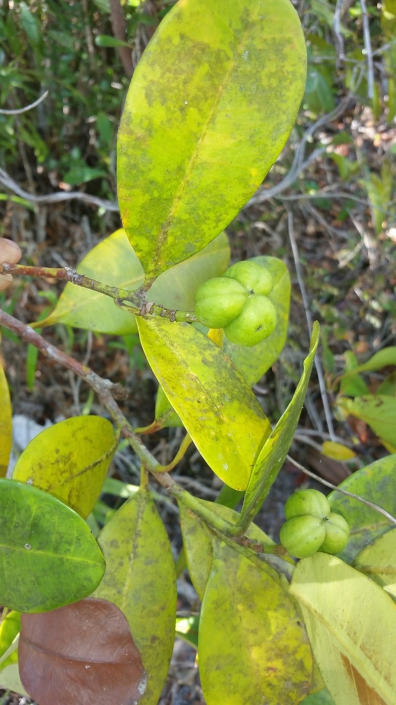 Anthostema madagascariense photo 2