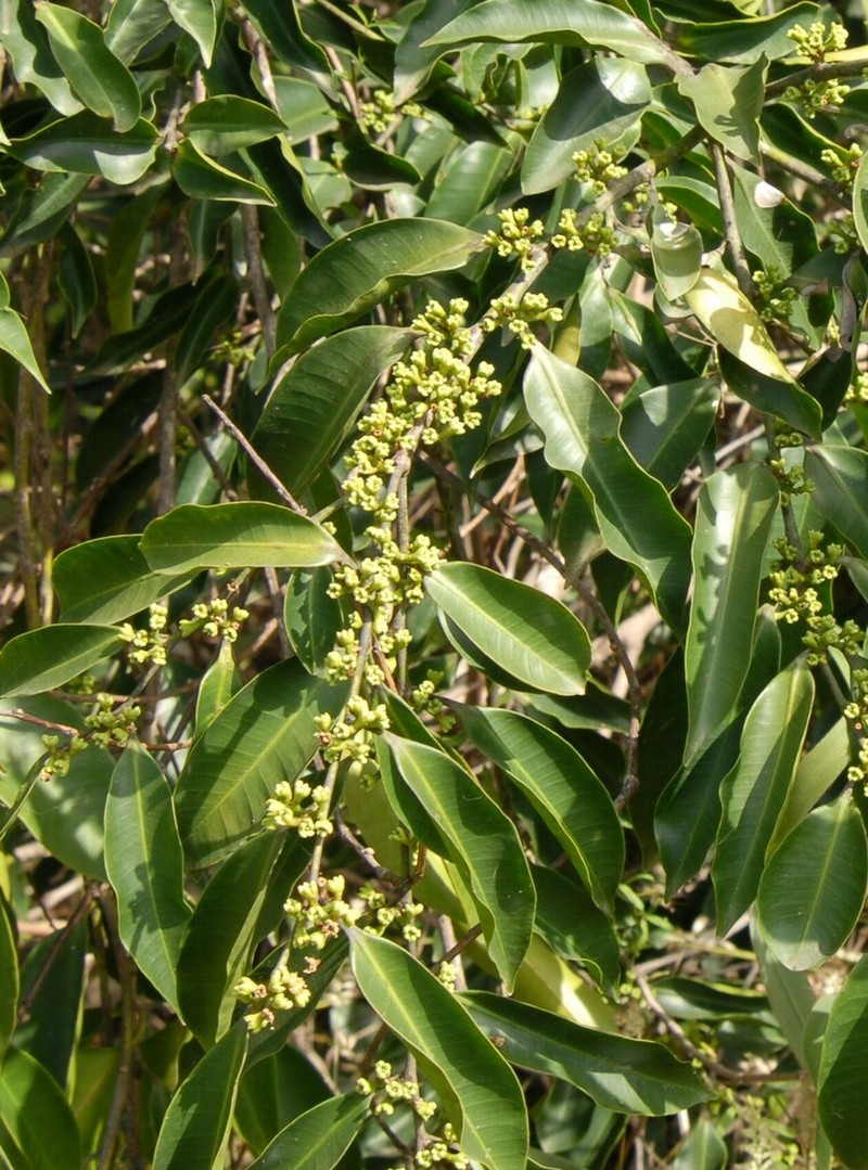 Anthostema senegalense