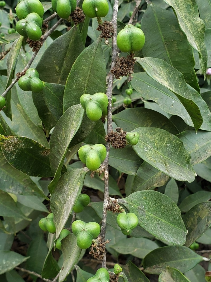 Anthostema senegalense photo 2